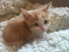I really fucking love cats!!