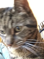 The Friendly Frugaleers, figuring out our finances with furry feline photos!