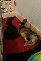 To ask you to share your slightly less than beautiful but much-loved pet pics