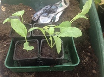 Allotment/Veg Patch Thread 6 -  Weed 'em and Reap!