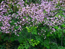 What plants make you heart sing?