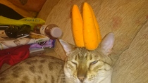 Balancing objects on cats.