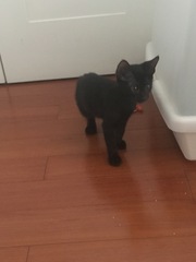 We have KITTENS!! Pics and a couple of questions...