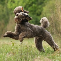 Will all breeds eventually form a poodle puddle?