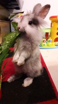 Bonding Bunnies!