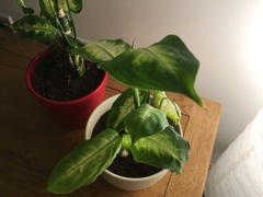 What are these?