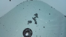 Water/plumbing question