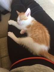Cat photo thread!
