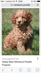 Odd poodle question...