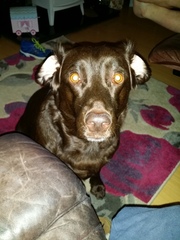To ask you to share your slightly less than beautiful but much-loved pet pics