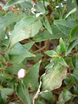 what are the little hard black specs on my fuchsia?