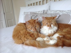 Cat photo thread!