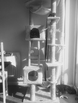 I really fucking love cats!!
