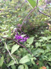 Can anyone tell me what this is please?