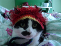 I really fucking love cats!!