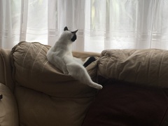 I really fucking love cats!!