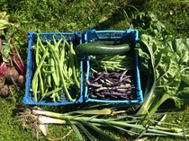 Allotment/Veg Patch Thread 6 -  Weed 'em and Reap!