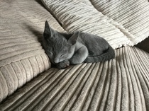 Kitten won't stop crying... Screaming really