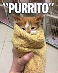 I really fucking love cats!!