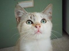 I have kittens