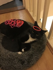 Balancing objects on cats.