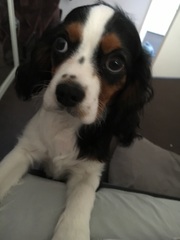 To ask you to share your slightly less than beautiful but much-loved pet pics