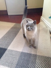 Cat photo thread!