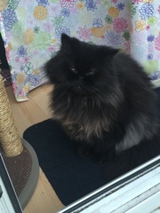 Cat photo thread!