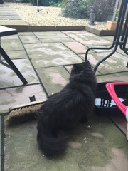Photos of cats in gardens anyone?