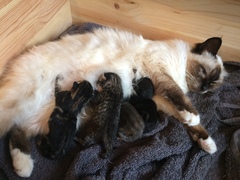 Ye gods, my cats gone and got herself knocked up