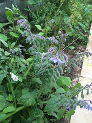 Another what is this?! Herb