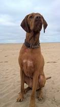To ask you to share your slightly less than beautiful but much-loved pet pics