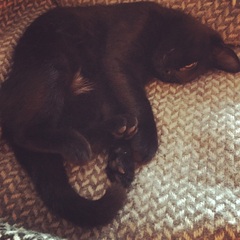 Cat photo thread!