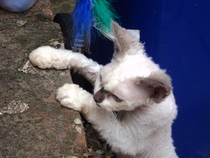 I love my cat so much it hurts. Is this normal?