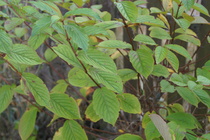 Can Anyone tell me what this tree is please?