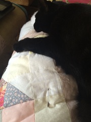 I really fucking love cats!!