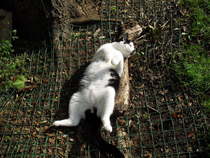 Photos of cats in gardens anyone?