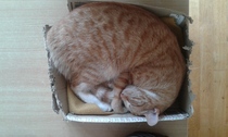 Cat photo thread!