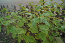 Can Anyone tell me what this tree is please?