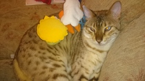 Balancing objects on cats.