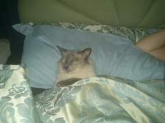 I love my cat so much it hurts. Is this normal?