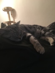 Cat photo thread!
