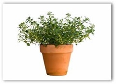 What do you do with oregano?!