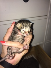 Ye gods, my cats gone and got herself knocked up