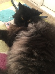 I really fucking love cats!!
