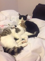 I really fucking love cats!!