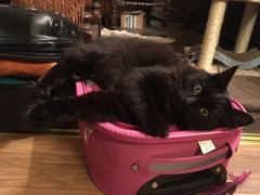 Cat photo thread!