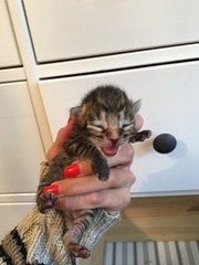 Ye gods, my cats gone and got herself knocked up