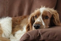 Tell me about your springer spaniels please!