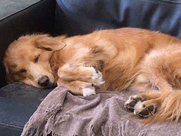 Show me your dogs while I'm waiting for mine!